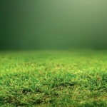 gras mooi bokeh